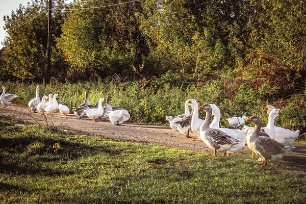 Manada de gansos domésticos brancos andando pela estrada do campo — Fotografia de Stock
