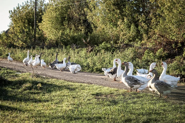 Troupeau d'oies domestiques blanches marchant sur la route de campagne Photo De Stock