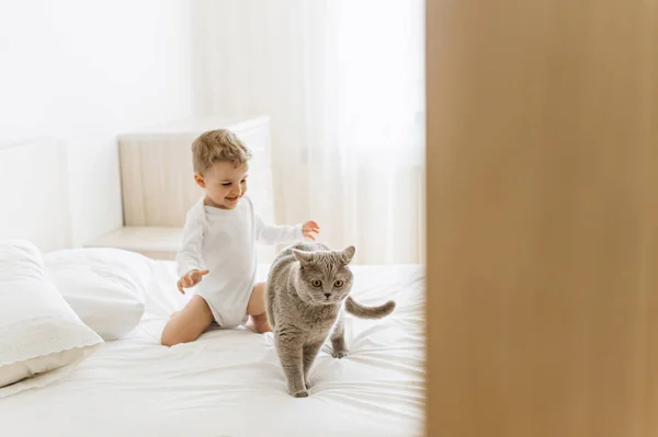 Happy Little Child Playing Grey British Shorthair Bed Home — Stock Photo, Image