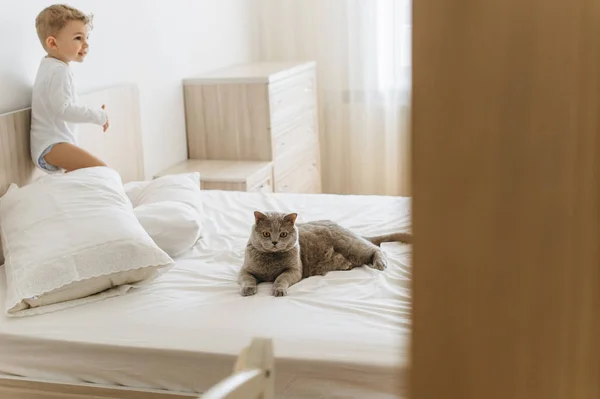 Adorable Niño Pequeño Gris Británico Taquigrafía Cama Casa —  Fotos de Stock