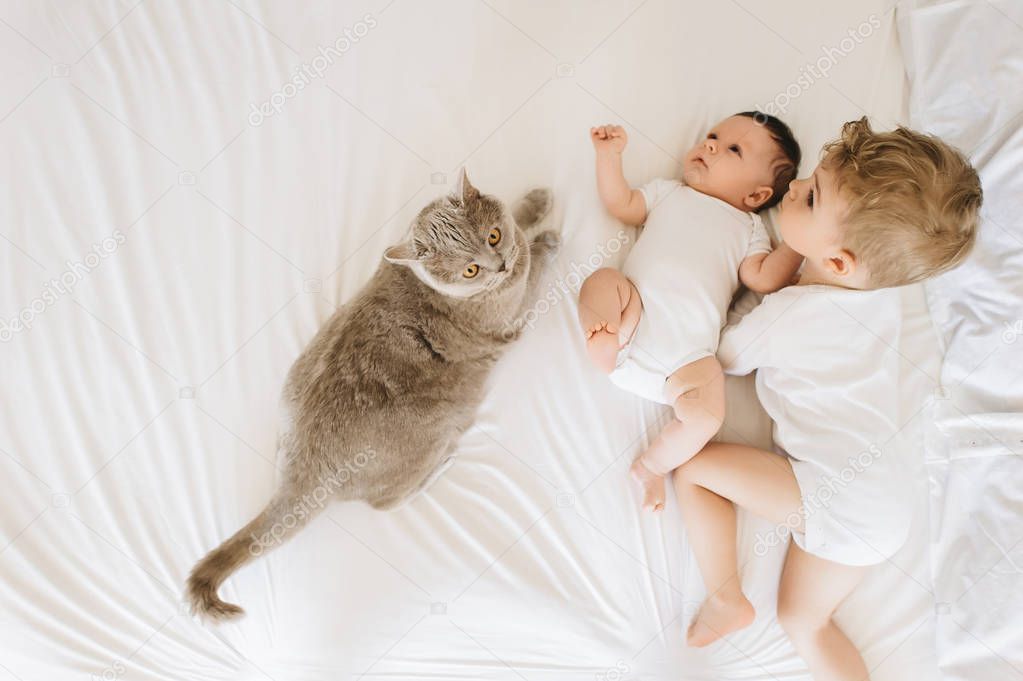 overhead view of cute little brothers in white bodysuits and grey cat lying on bed together at home