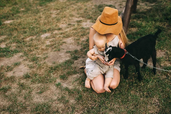 Goat — Stock Photo, Image