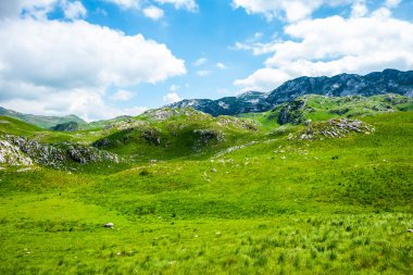 yeşil çim ve dağlarda Durmitor massif, Karadağ 