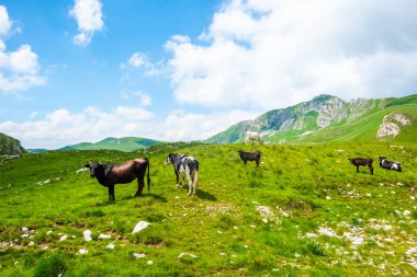 Durmitor massif, Karadağ dağlarda yakınındaki yeşil vadi üzerinde otlatma inekler