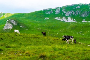 cows grazing on green pasture in Durmitor massif, Montenegro clipart