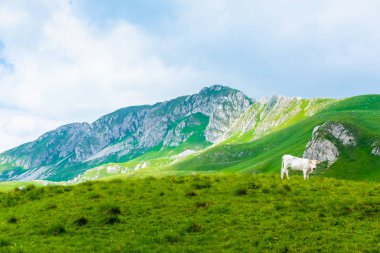 white cow grazing on green valley in Durmitor massif, Montenegro clipart