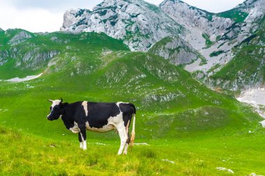cow grazing on green valley in Durmitor massif, Montenegro clipart