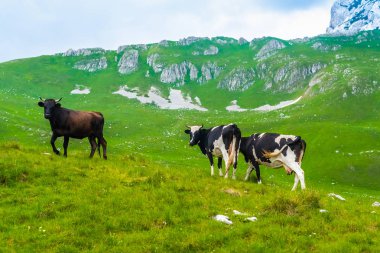 cows grazing on green valley in Durmitor massif, Montenegro clipart