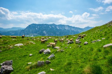 flock of sheep grazing on valley with small stones in Durmitor massif, Montenegro clipart