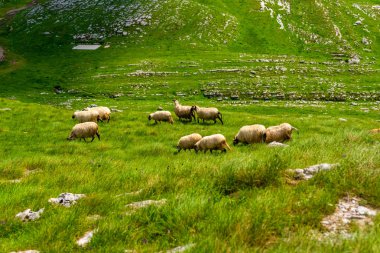 Durmitor massif, Karadağ vadisinde otlayan koyun sürüsü