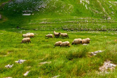 flock of sheep grazing on valley in Durmitor massif, Montenegro clipart