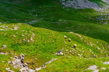 three sheep walking on valley in Durmitor massif, Montenegro clipart