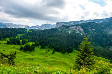 beautiful green valley with forest and mountains on background in Durmitor massif, Montenegro clipart