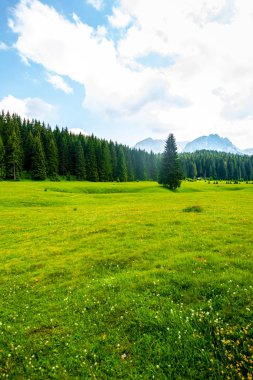Durmitor massif, Karadağ orman ve mavi gökyüzü ile güzel yeşil vadi