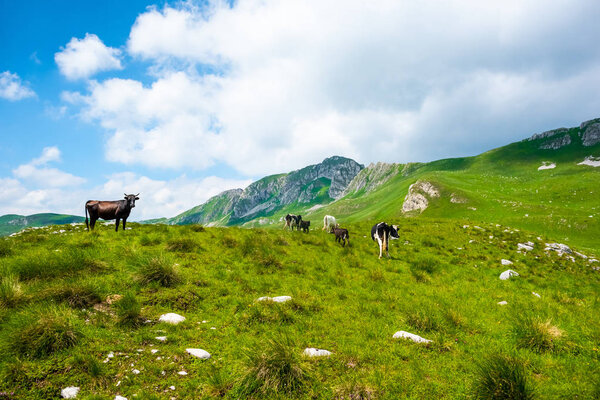 cows grazing on green valley in Durmitor massif, Montenegro
