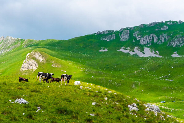 cows grazing on green valley with sunlight in Durmitor massif, Montenegro
