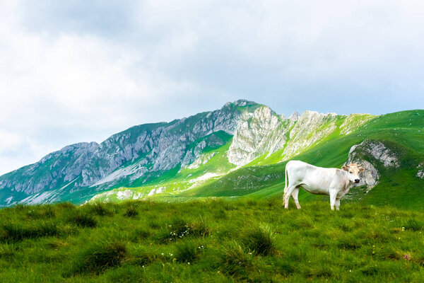 white cow standing on green valley in Durmitor massif, Montenegro