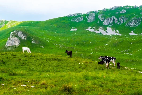 Αγελάδες Που Βόσκουν Πράσινο Λιβάδι Στον Ορεινό Όγκο Ντουρμίτορ Μαυροβούνιο — Φωτογραφία Αρχείου