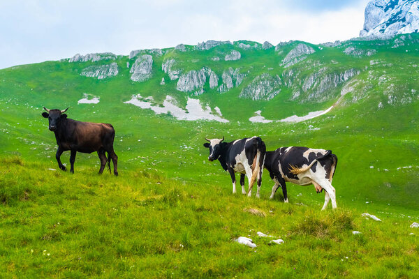 cows grazing on green valley in Durmitor massif, Montenegro