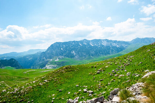 flock of sheep grazing on green valley in Durmitor massif, Montenegro