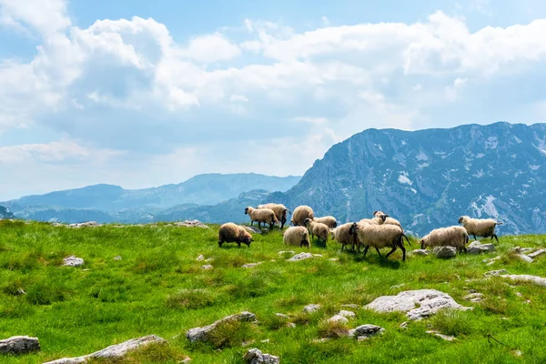 flock of beautiful sheep grazing on valley in Durmitor massif, Montenegro