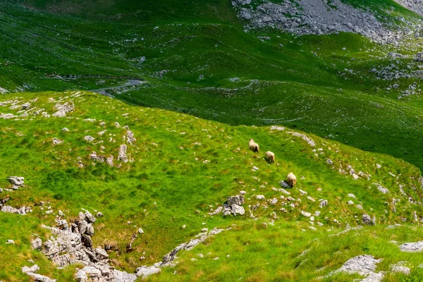 three sheep walking on valley in Durmitor massif, Montenegro