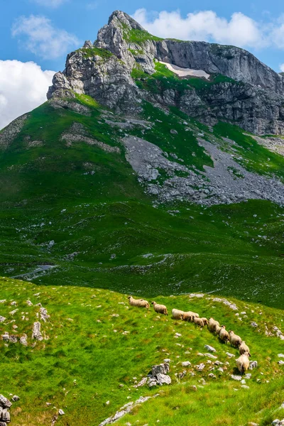 flock of sheep walking on valley in Durmitor massif, Montenegro