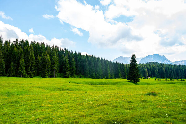beautiful green valley with forest in Durmitor massif, Montenegro