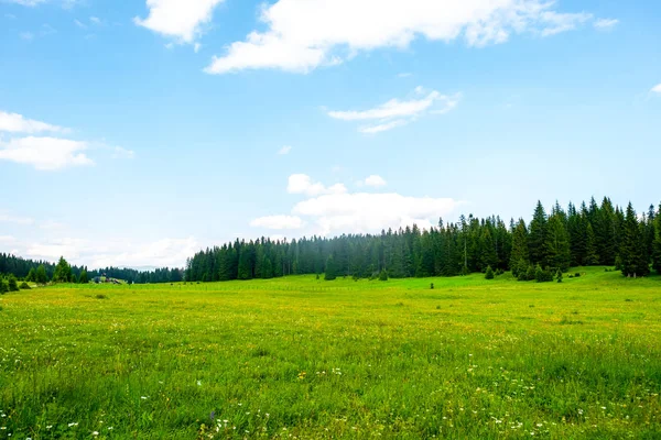 green valley with trees and cloudy sky in Durmitor massif, Montenegro