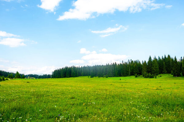 зеленая долина с деревьями и облачным небом в массиве Дурмитор, Черногория
