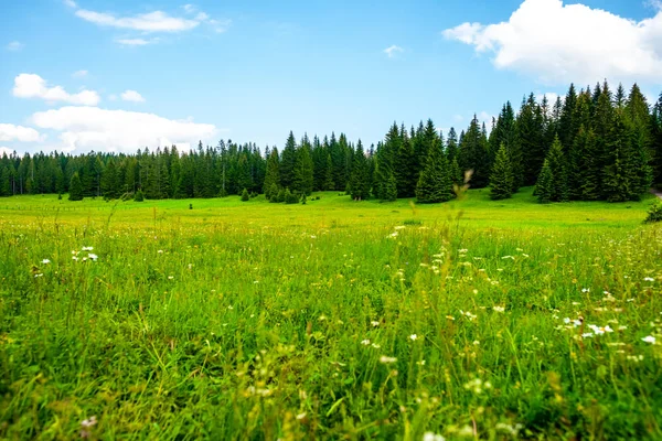 Ağaçlar Durmitor Massif Karadağ Mavi Gökyüzünde Güzel Yeşil Vadi — Stok fotoğraf