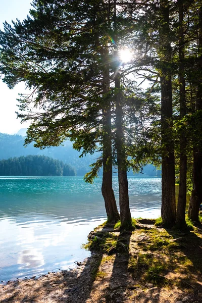 Árboles Orilla Del Hermoso Lago Negro Glacial Montenegro Con Luz — Foto de Stock