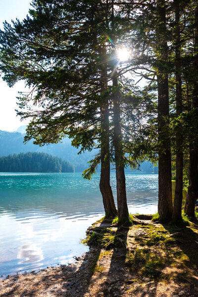 trees on shore of beautiful glacial Black Lake in Montenegro with sunlight