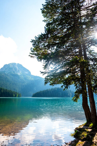 красивая Медвежья гора (излеченная вершина), ледниковое Черное озеро и деревья на берегу в Черногории
