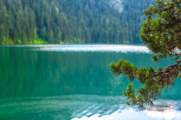 beautiful glacial Black Lake and pine branches in Montenegro