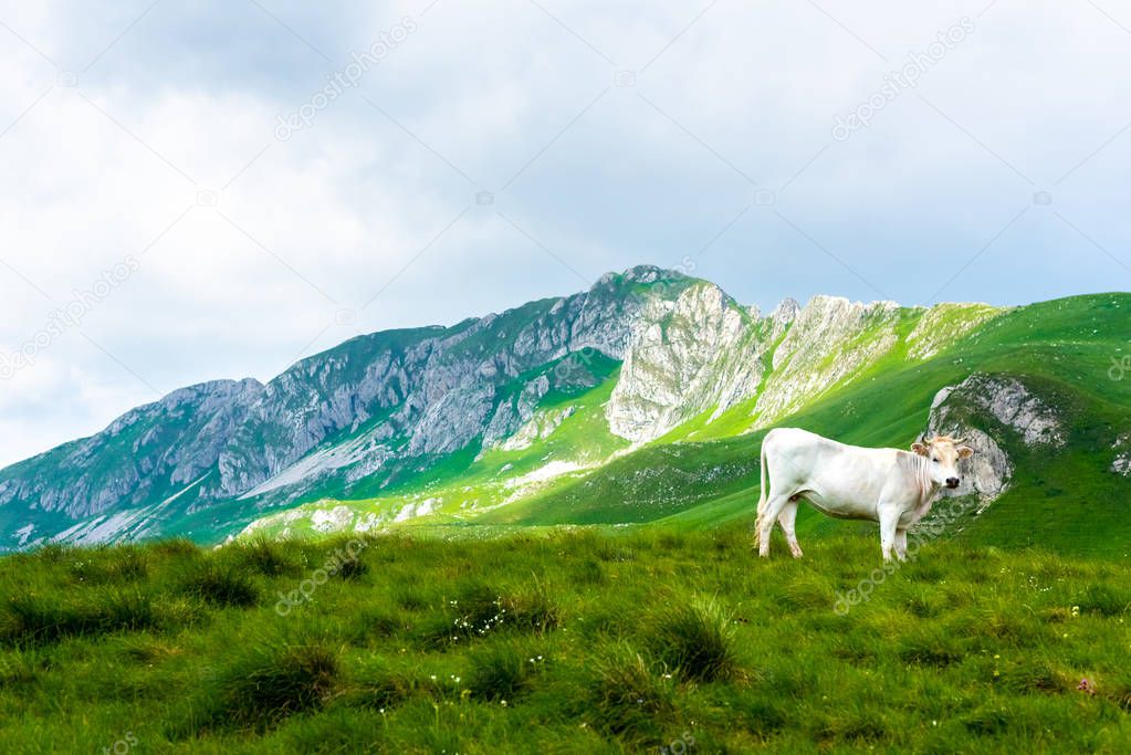 white cow standing on green valley in Durmitor massif, Montenegro