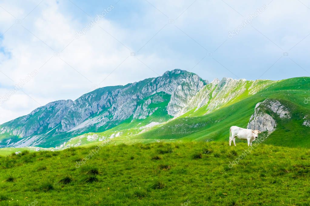 white cow grazing on green valley in Durmitor massif, Montenegro