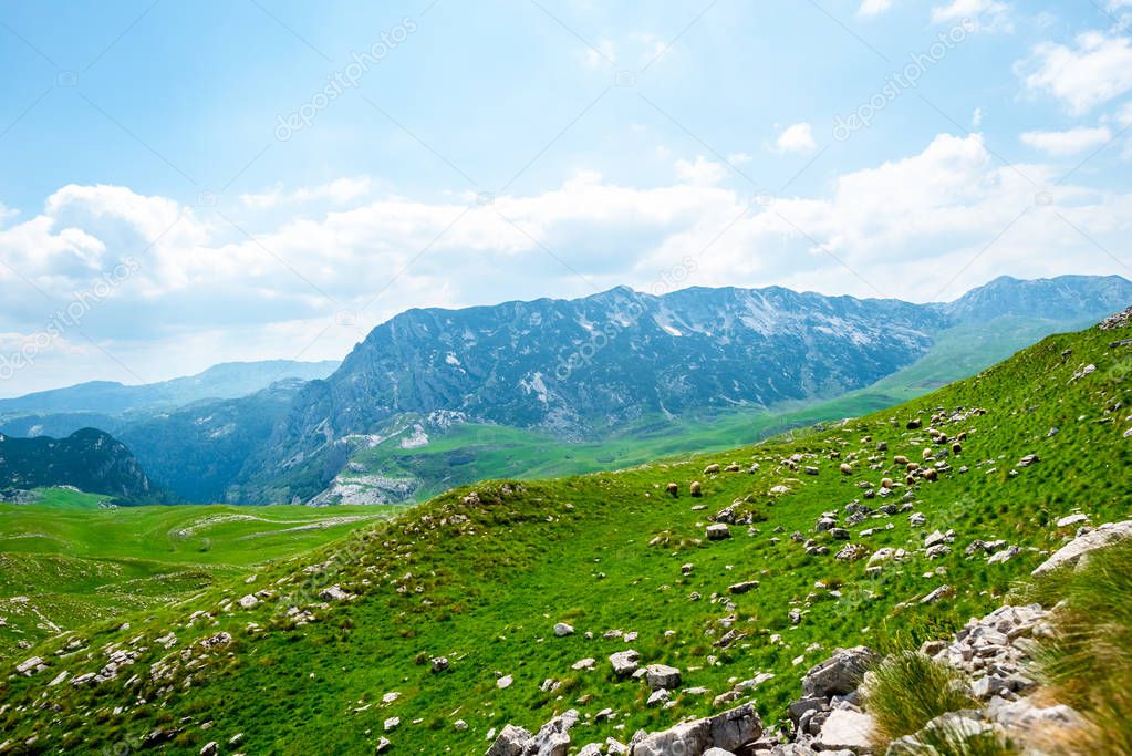 flock of sheep grazing on green valley in Durmitor massif, Montenegro