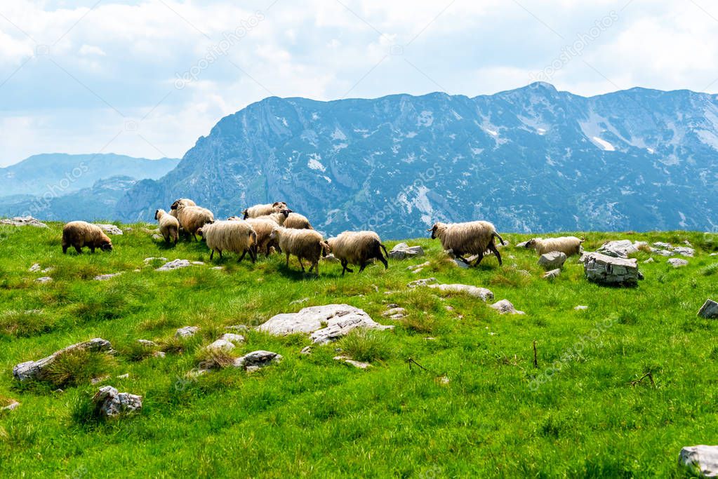flock of sheep grazing on valley with mountain range on background in Durmitor massif, Montenegro