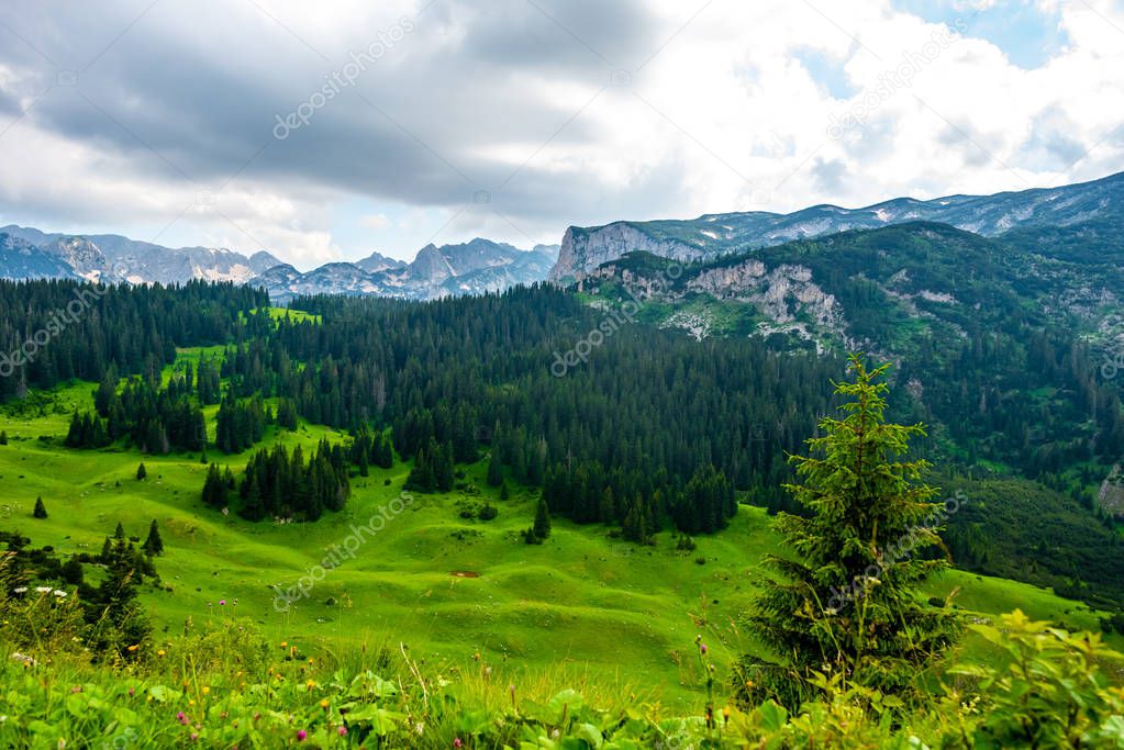 beautiful green valley with forest and mountains on background in Durmitor massif, Montenegro