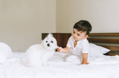 sevimli küçük çocuk besleme Bichon köpek yatakta