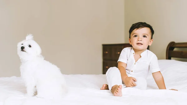 Adorable Niño Pequeño Sentado Cama Con Perro Bichon Mirando Hacia — Foto de stock gratis