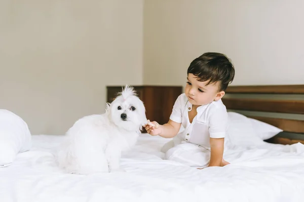 Adorável Pequena Criança Alimentando Bichon Cão Cama — Fotografia de Stock