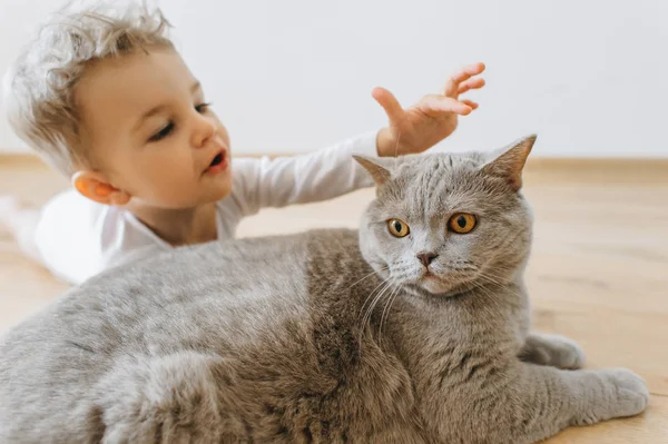 Retrato de adorable niño pequeño y gris británico taquigrafía gato acostado en el suelo juntos en casa - foto de stock