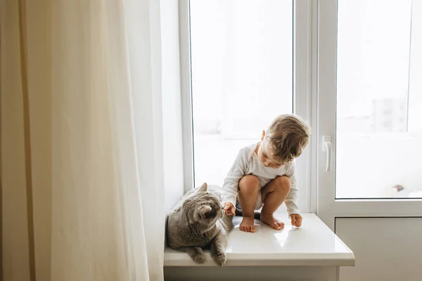 Lindo niño pequeño con gris británico taquigrafía gato sentado en windowsill en casa - foto de stock