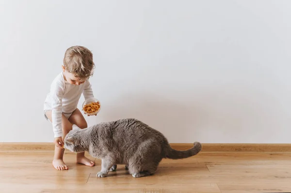Menino pequeno em terno branco com biscoitos e gato cinza em casa — Fotografia de Stock
