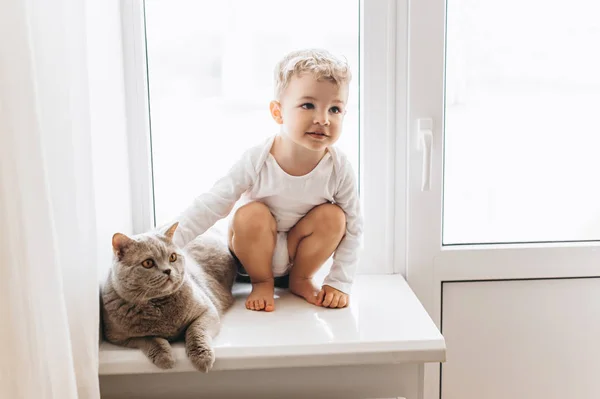 Bonito criança com cinza britânico shorthair gato sentado no peitoril da janela em casa — Fotografia de Stock