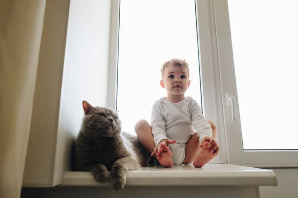 Lindo niño pequeño con gris británico taquigrafía gato sentado en ventana alféizar en casa y mirando hacia otro lado - foto de stock