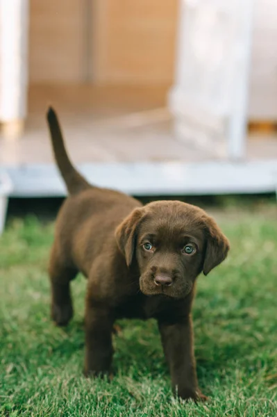 Puppy — Stock Photo