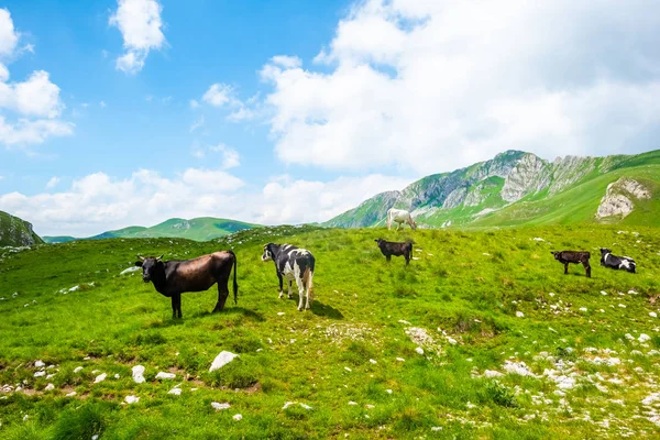 Vacas pastando em vale verde perto de montanhas em Durmitor maciço, Montenegro — Fotografia de Stock